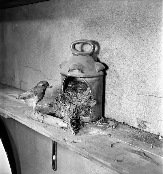 Photographs from History that Will Haunt Your Dreams